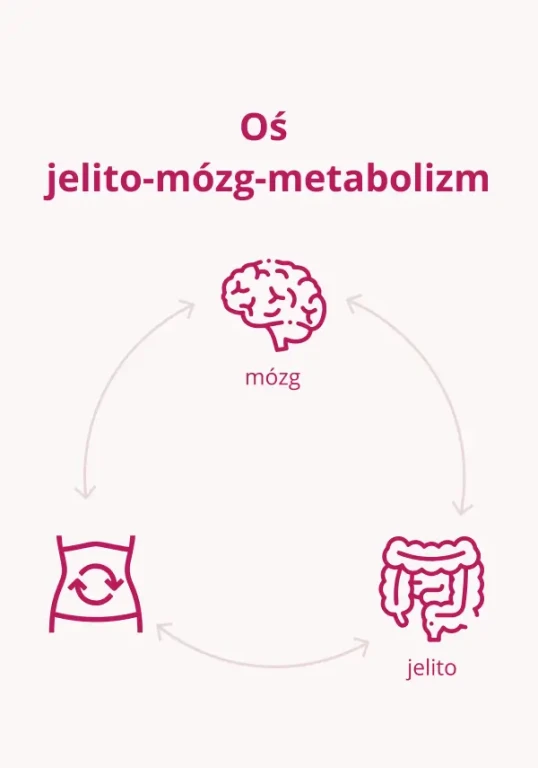 Oś jelito-mózg-metabolizm - lepsze działanie organizmu